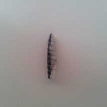 Zweifarbige Bienenmaden Magic Trout B-Maggot schwarz-weiß Zweifarbige Bienenmaden Magic Trout B-Maggot schwarz-weiß