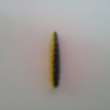 Zweifarbige Bienenmaden Magic Trout B-Maggot grün-weiß Zweifarbige Bienenmaden Magic Trout B-Maggot grün-weiß