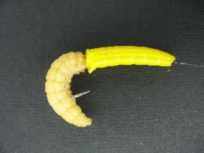 Konservierte, halbe Riesen- Mehlwürmer natur